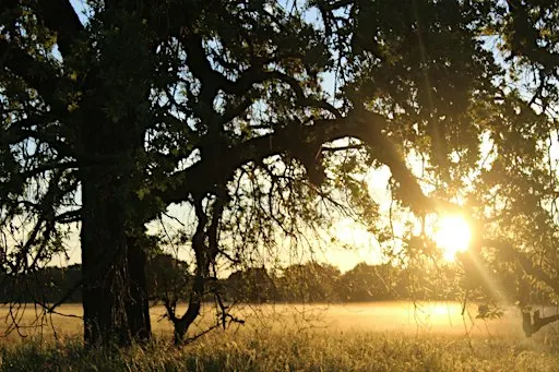 Natural and Cultural History Walk at Cosumnes River Preserve!