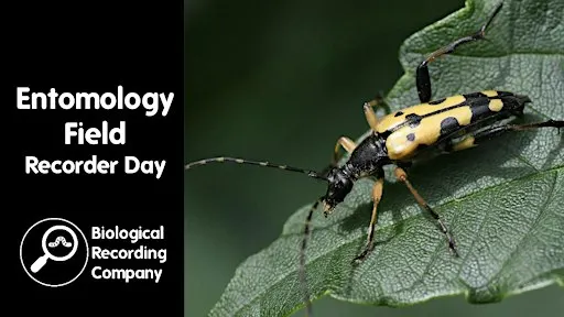 Entomology Field Recorder Day