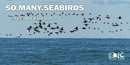 SO.MANY.SEABIRDS