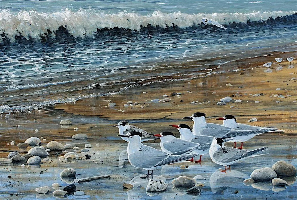 Learn to draw and paint birds with Steve Cale (2-day course)