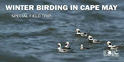 Winter Birding in Cape May