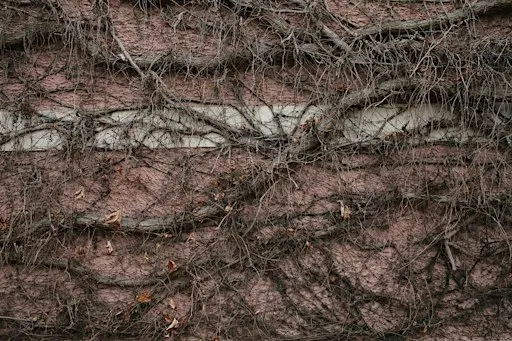 The ecosystem of life underground