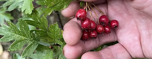 Autumn Foraging With Tapas