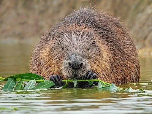 Evening Beaver Watch