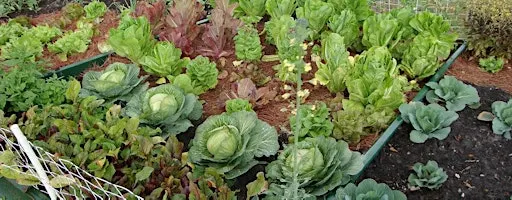 Florida Friendly Vegetable Gardening