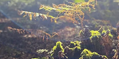 Forest Bathing+ @ Alton Water, Suffolk AUTUMN SESSION