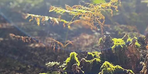 Forest Bathing+ @ Alton Water, Suffolk AUTUMN SESSION