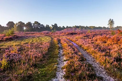 South Downs Youth Action - Heathlands Reunited Shortheath Common