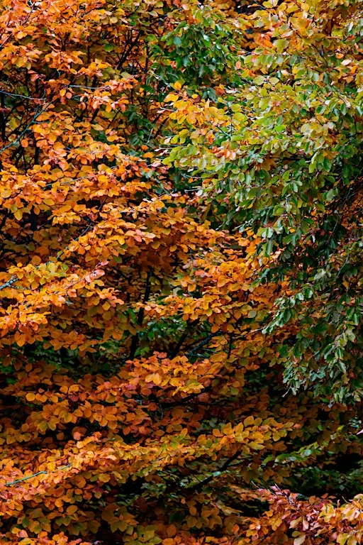 Creative Writing and Nature Walk - Graves Park history and mystery