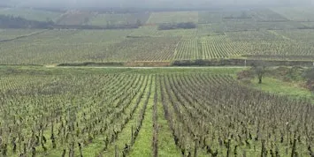 Conversations in Burgundy: The Case For Cru Beaujolais