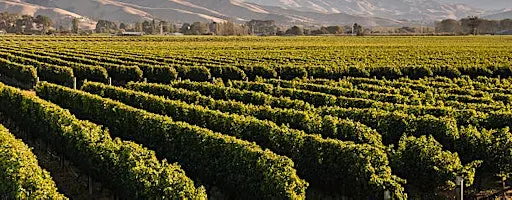 A Rough Guide to the New World Wine Tasting | Amathus Muswell Hill