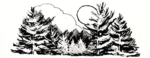 Talk of the Town: Christmas Tree Farms