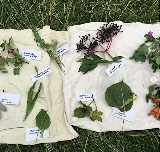Autumn Foraging Course - Heaton Park, Newcastle