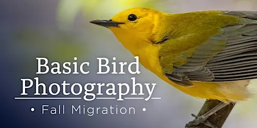 Fall Migration- Basic Bird Photography