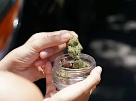 Amsterdam: Private Cannabis Culture Tour with Coffeeshops