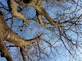 Autumn Forest Bathing