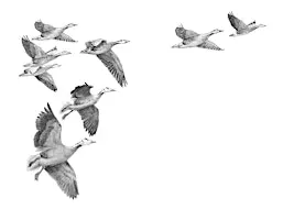 How to Fly - an afternoon talk with Simon Barnes