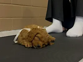 Puppy Pilates