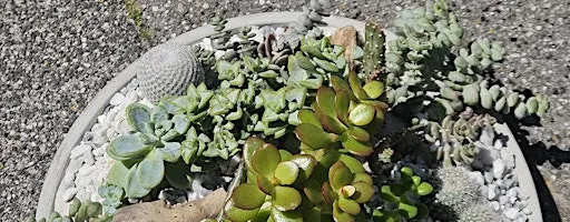 Open succulent terrarium