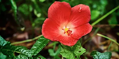Propagating Native Plants for Your Backyard