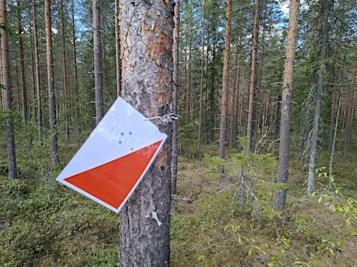 Call Out for Playful Forest Research Partcipants