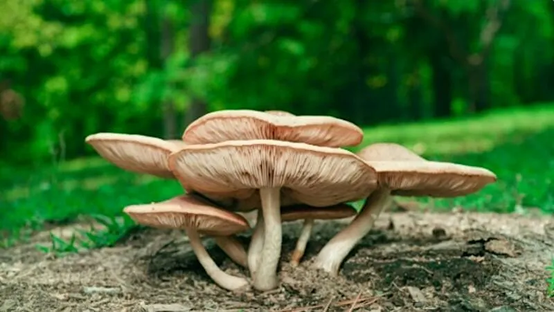Living Earth Community Conference