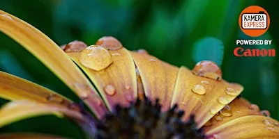 Fotowalk: Makrofotografie – Stuttgart im Detail