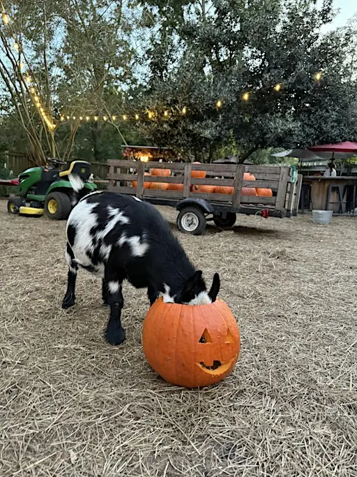 Pumpkin Carving with Goats!!