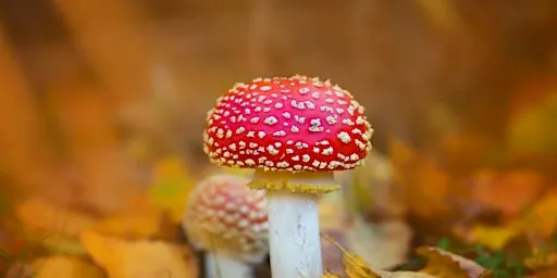Photography - Fungi & the Autumn Colours
