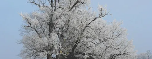 NWT Sweet Briar Marshes - Winter tree identification for beginners