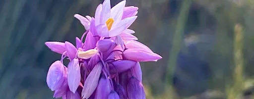 Wildflowering walk and draw at Kathleen McArthur Conservation Park