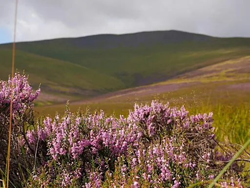 Conservation day at Skiddaw Forest Nature Reserve