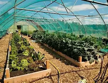Campy Growers at The Vegetarium