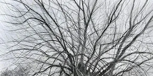 Native Black Poplars: Tree Textures in Charcoal