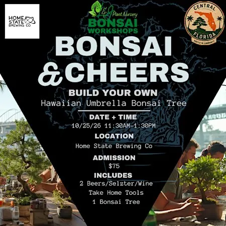 Bonsai & Cheers at Home State Brewing | Hawaiian Umbrella Bonsai Workshop