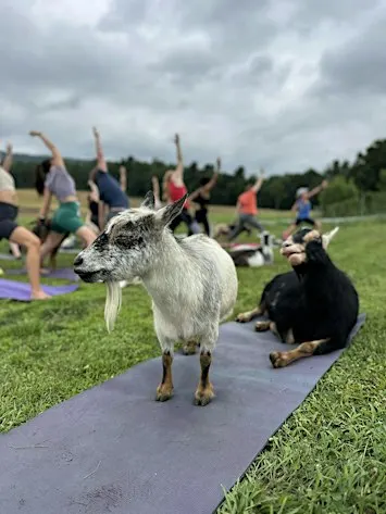 Goats & Grains Yoga at Dancing Grain Farm Brewery