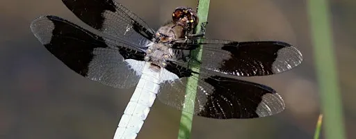 Burpee Homeschool Science Days 2026: Nature Inspires Innovation