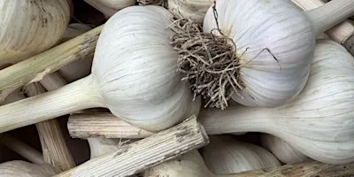 Growing Great Garlic