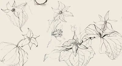 Botanical Drawing Workshops with Sarah Wry