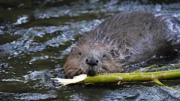 Beaver Walk, Forest Week 2026