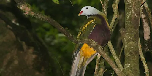 Spring Bird Survey - Mary Cairncross Scenic Reserve