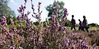 Nature Connection Walk on Bramshott Common