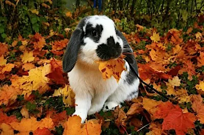 Pumpkin Patch at the Barn