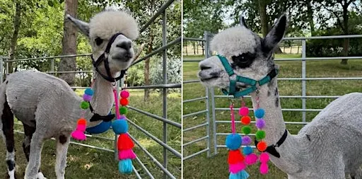 Walk, Wander & Unwind - Sunset Animal Strolls at Ark Farm this Summer