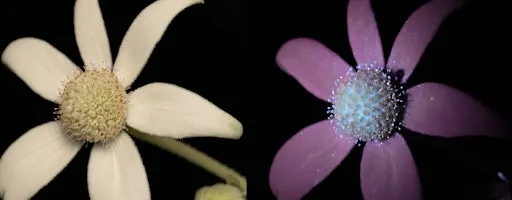 Luminous Life: A Twilight Discovery Experience at ANBG