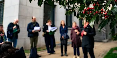 Les plantes sauvages de nos rues