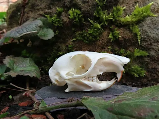 Family Event "Creepy Creatures and Nasty Nature" - Woolley Firs, Maidenhead, Wednesday 28 October