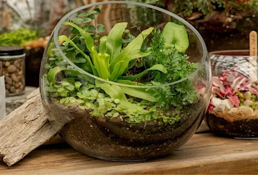 DIY Tropical Terrarium