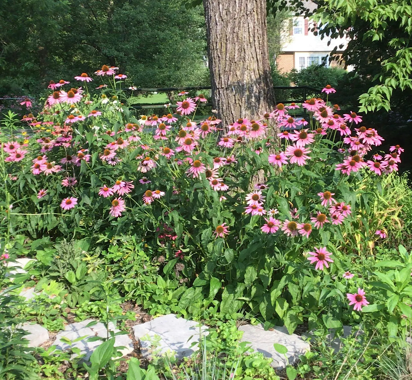 Celebration of PA Native Species Day