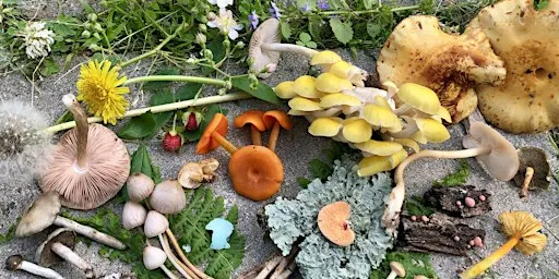 Mushroom Walk